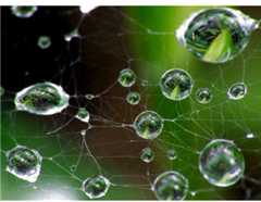 Spider-web water drops