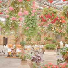 木立性も根茎性も大集合！ベゴニア天国松江フォーゲルパークへ行ってきた！