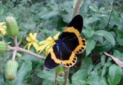 キオビエダシャク（鹿児島県森林技術総合センター提供）