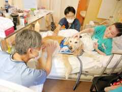 闘病する子どもたちに寄り添うアニー(県立こども医療センター提供)