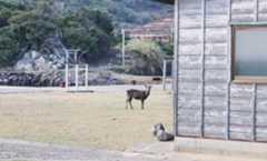 時折、痩せた鹿と出くわす。こちらの様子をじっと伺っている