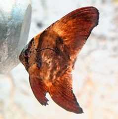 展示が始まった「ナンヨウツバメウオ」の稚魚=(国営沖縄記念公園・海洋博公園提供)