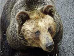 老衰で死んだ芦野公園のヒグマ「モクちゃん」(五所川原市提供)