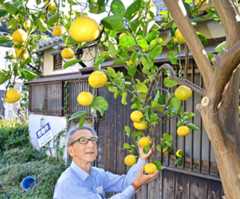 実った川畑ミカンと管理する宮内英世さん＝鹿児島市清水町