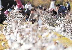 育った綿花を摘み取る来場者