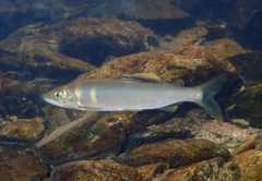 個体数が回復したリュウキュウアユ（奄美リュウキュウアユ保全研究会提供）