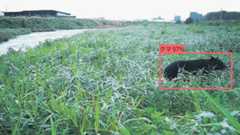 通信機能を搭載したカメラで撮影され、ＡＩが検出したクマの画像