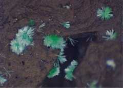 小原さんが発見したネオジムアガード石（写真の幅は1.3ミリに相当）