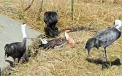 荒崎休遊地でくつろぐサカツラガン＝出水市荘