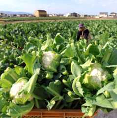 収穫された純白のカリフラワー=徳島市川内町榎瀬(張未波撮影)