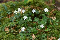 咲き始めたバイカオウレン。愛らしい姿が春の訪れを告げる（佐川町西山組）