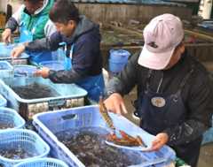 出荷作業に追われる作業員＝３日、姫島村