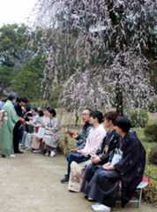 梅の花を見ながら甘酒を味わう来園者
