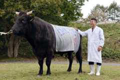 種牛「菊美翔平」と岩手県農業研究センター畜産研究所の昆野勝次長＝10月14日、岩手県住田町