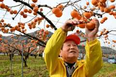 収穫の最盛期を迎えた花御所柿を収穫する農家＝２７日、八頭町大門