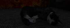 Ghost Cat in my house?