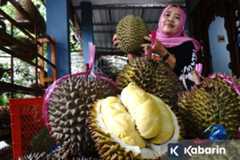 Kenali beragam jenis durian di Indonesia, dari yang manis, legit, hingga pait