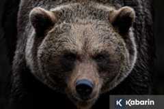 Pria 69 tahun di Jepang diserang beruang saat berada di toilet umum