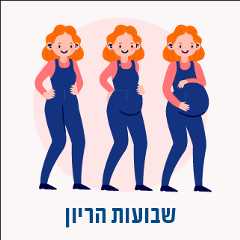 שבועות היריון