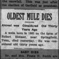 Oldest Mule Dies