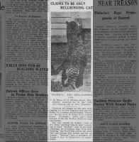 Claims to Be Only Bellringing Cat