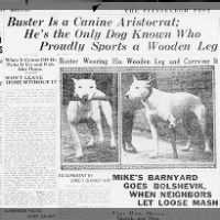 Buster Is a Canine Aristocrat; He's the Only Dog Known Who Proudly Sports a Wooden Leg