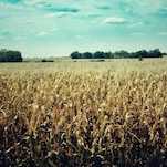 Climate Change Is Coming for Our Crops