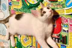 猫と人生ゲーム