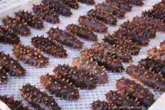 なまこ・ナマコ