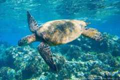 ウミガメ