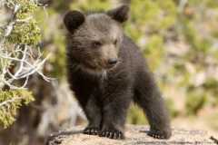 熊・クマ・子熊