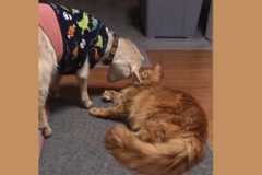 動物キングダム