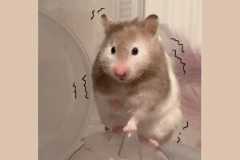 動物キングダム