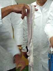 Men in lab coats holding cow intestines... I'll spare you the details'