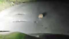 New Zealander shocked when rare creature crosses road feet in front of car, video shows