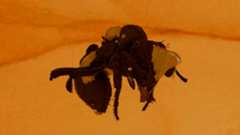 New species of dirt ant discovered in 16-million-year-old amber