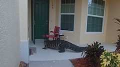 Alligator found hanging out on Florida home’s porch, video shows