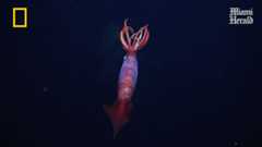 Elusive ocean creature filmed alive for the very first time off Antarctica