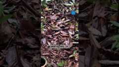 Malaisie : Une communauté autochtone privée de ses droits