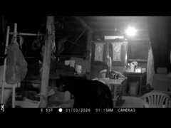 Formosan black bear prowls shed in Chiayi