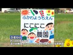 深川幼稚園　ほっちゃＴＶニュースひまわり迷路