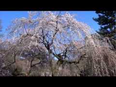 【Cherry blossoms in Kyoto】京都の桜の開花状況(2013/3/21)