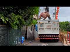 Taiwan on alert over suspected swine fever