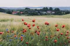 Uckermark: Die "Toskana des Nordens" – alles nur ein Missverständnis?