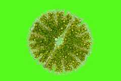 Mikroalgen: Mikroalge Micrasterias thomasiana, Image: UHH/ V.Schwekendiek