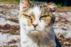 Schimpfen: Was für ein Scheiß!