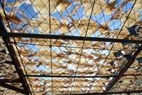 동해 오징어 생산 4년새 77% 급감…어선 감척 지원금 현실화