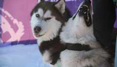 Победитель гонок на собаках в Приангарье преодолел самую протяженную трассу менее чем за 3 дня