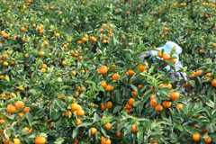 "주렁주렁 달렸던 감귤이 사라졌다"…제주 농산물 절도 주의보