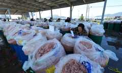 [내일은 못볼지도] 가을폭우에 '추젓 명성' 위협받는 인천 강화 젓새우